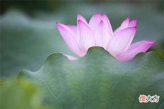 梦见莲花_做梦梦到莲花是什么意思