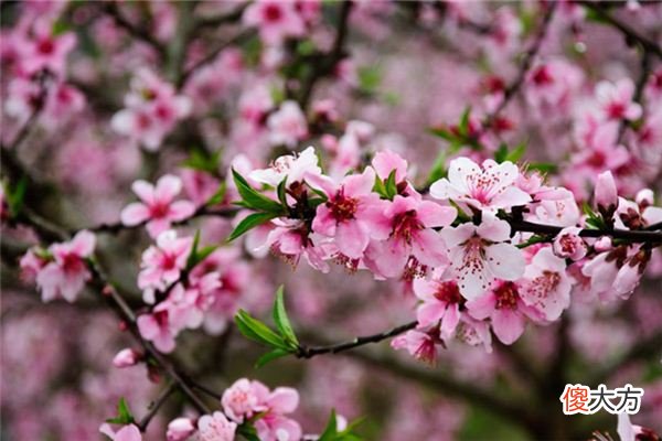 梦见桃花_做梦梦到桃花是什么意思