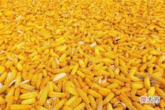 梦见收玉米_做梦梦到收玉米是什么意思