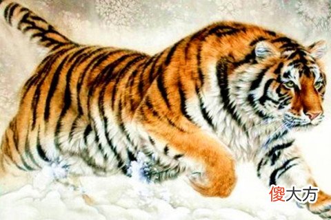 属虎与什么属相相配最幸福