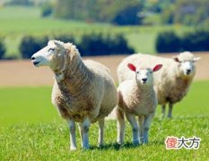 属羊人养鱼有什么讲究