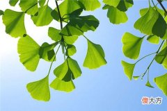 梦见绿叶_做梦梦到绿叶是什么意思