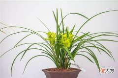 梦见兰花_做梦梦到兰花是什么意思