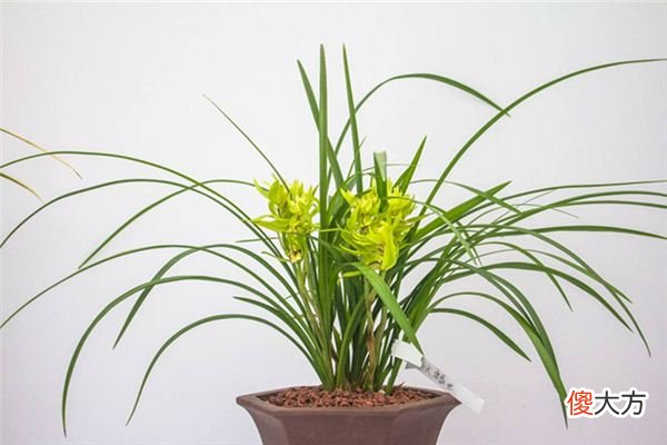 梦见兰花_做梦梦到兰花是什么意思