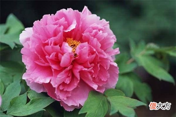 梦见牡丹花_做梦梦到牡丹花是什么意思
