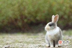 属兔的人性格和脾气