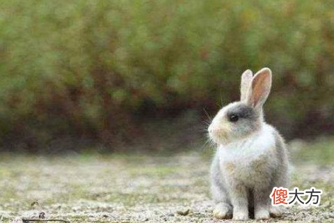 属兔的人性格和脾气