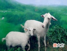 属羊2020年的贵人有哪些