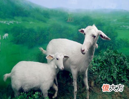 属羊2020年的贵人有哪些