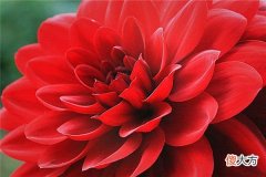 梦见红花_做梦梦到红花是什么意思