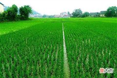 梦见稻草、麦、禾苗_做梦梦到稻草、麦、禾苗是什么意思