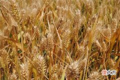 梦见禾米、稻麦_做梦梦到禾米、稻麦是什么意思