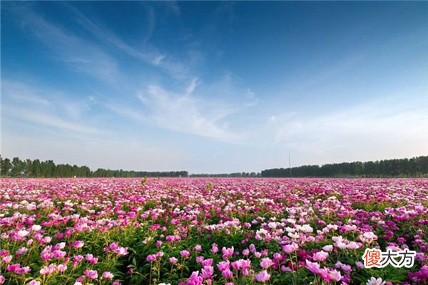梦见花海_做梦梦到花海是什么意思