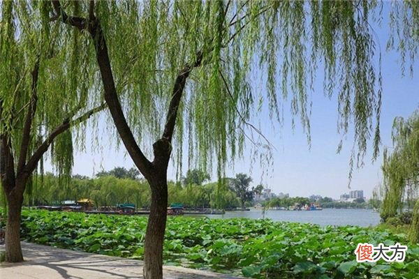 梦见柳树_做梦梦到柳树是什么意思