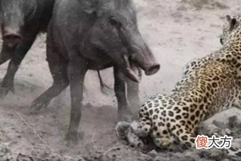 梦见野猪攻击我