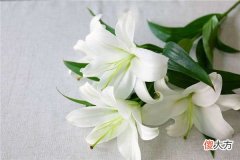 梦见百合花_做梦梦到百合花是什么意思