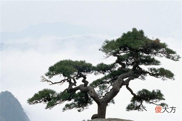 梦见松树_做梦梦到松树是什么意思