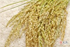 梦见稻米堆_做梦梦到稻米堆是什么意思