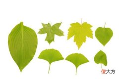 梦见叶子_做梦梦到叶子是什么意思