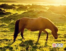 属马人的办公室布局