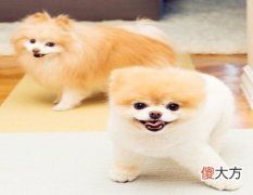 属狗人家里养什么植物好
