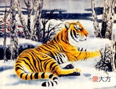 属虎人养鱼有什么讲究