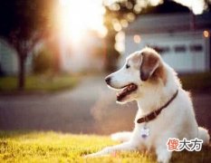 生肖属狗的人长相如何