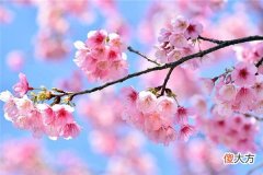 梦见樱花_做梦梦到樱花是什么意思