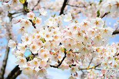 梦见梨花_做梦梦到梨花是什么意思