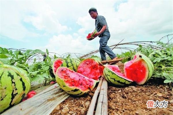 梦见烂瓜、腐烂的瓜类_做梦梦到烂瓜、腐烂的瓜类是什么意思