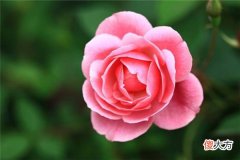 梦见月季花_做梦梦到月季花是什么意思
