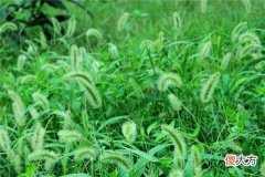 梦见杂草_做梦梦到杂草是什么意思