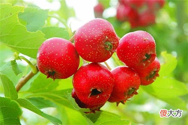 梦见山楂_做梦梦到山楂是什么意思