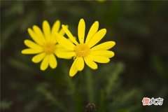 梦见黄色花朵_做梦梦到黄色花朵是什么意思
