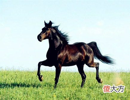 生肖属马的人长相如何