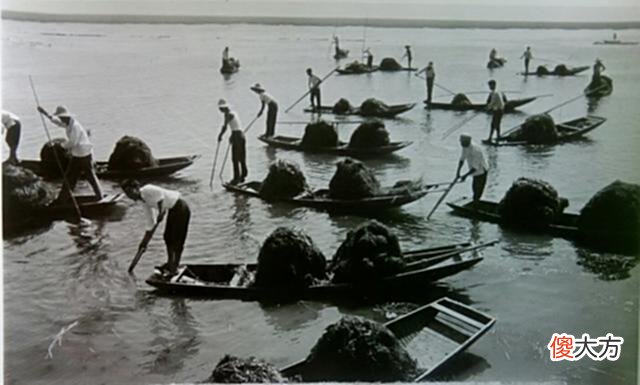 【历史故事】老照片：70年代的安徽当涂，农民劳作的场景