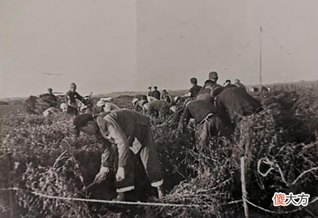【历史故事】老照片：70年代的安徽当涂，农民劳作的场景