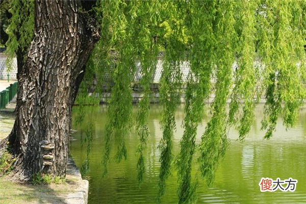 梦见柳树、杨柳、垂柳_做梦梦到柳树、杨柳、垂柳是什么意思