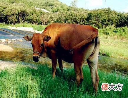 生肖牛哪个月份最苦