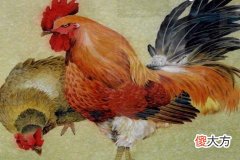 属鸡人在哪年运气最好