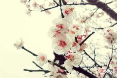 梦见梅花_做梦梦到梅花是什么意思