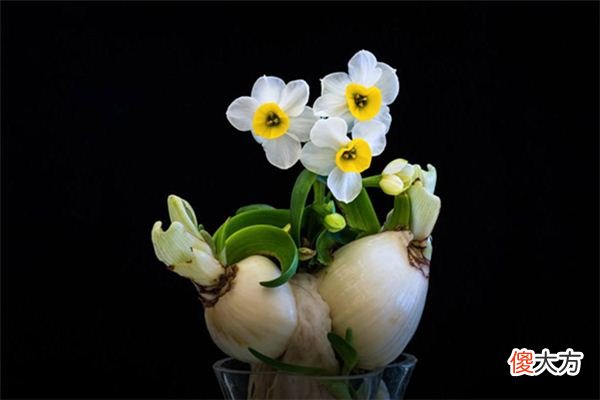 梦见水仙花_做梦梦到水仙花是什么意思