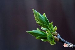 梦见树发芽_做梦梦到树发芽是什么意思