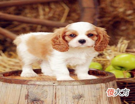 属狗遇小人怎么办