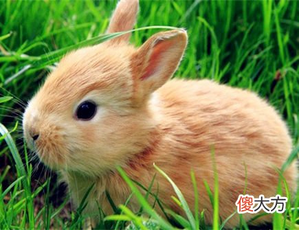 属兔遇小人怎么办