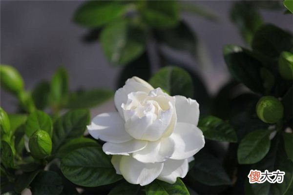 梦见栀子花_做梦梦到栀子花是什么意思
