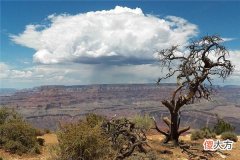 梦见枯树残枝_做梦梦到枯树残枝是什么意思