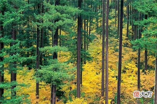 梦见杉树、杉木树_做梦梦到杉树、杉木树是什么意思