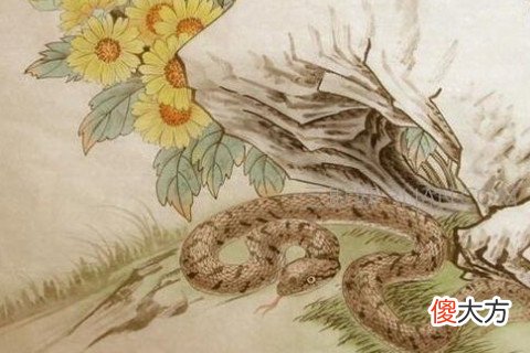 女属蛇的婚姻配对