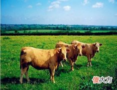 生肖属牛的人长相如何